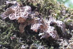 Lobaria anthraspis