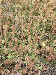 Coleus prostratus