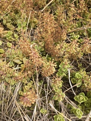 Coleus prostratus