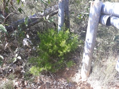 Persoonia pauciflora