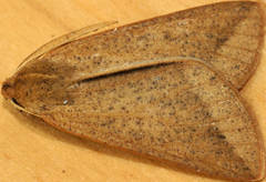 Cycloprorodes melanoxysta