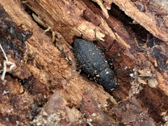 Polypleurus perforatus