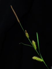 Carex barbarae