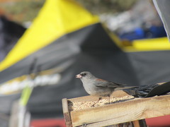 Junco hyemalis caniceps