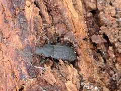 Polypleurus perforatus