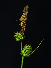Carex serratodens