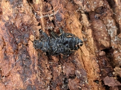 Polypleurus perforatus