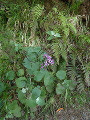 Pericallis aurita image