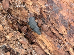 Polypleurus perforatus