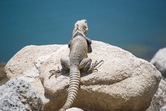 Ctenosaura hemilopha