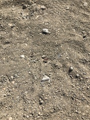 Pogonomyrmex occidentalis