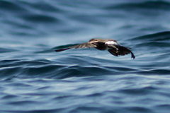 Oceanites gracilis