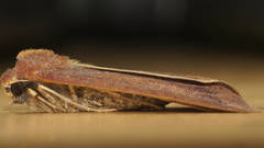 Cycloprorodes melanoxysta