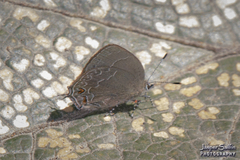 Timaeta pilosa