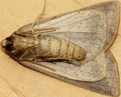 Cycloprorodes melanoxysta