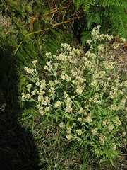 Pseudognaphalium undulatum