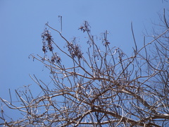 Gyrocarpus jatrophifolius