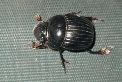 Dichotomius belus