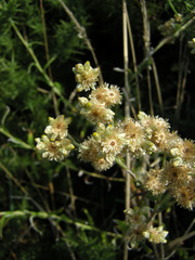 Pseudognaphalium undulatum