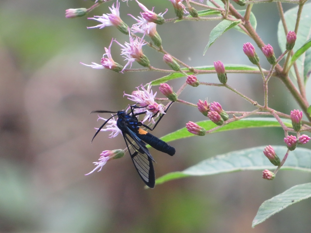 Pelluciditas dixanthia