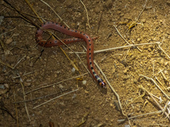 Gyalopion quadrangulare