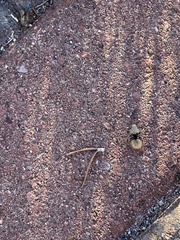 Dasymutilla magna