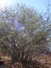 Ebenopsis caesalpinioides