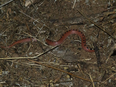 Gyalopion quadrangulare