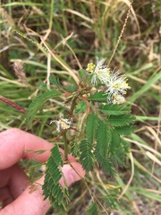 Desmanthus pernambucanus