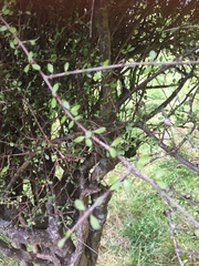 Coprosma crassifolia