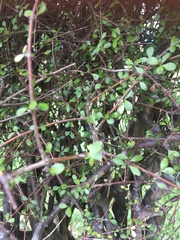 Coprosma crassifolia