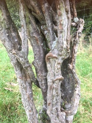 Coprosma crassifolia