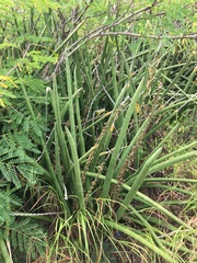 Sansevieria cylindrica
