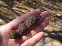 Ebenopsis caesalpinioides