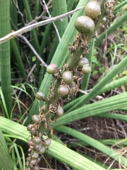 Sansevieria cylindrica