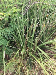 Sansevieria cylindrica