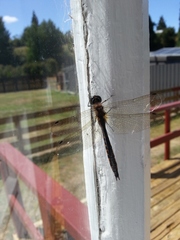 Hemicordulia armstrongi