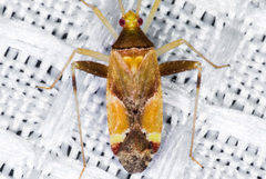 Phytocoris rubrimaculatus