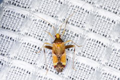 Phytocoris rubrimaculatus