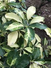 Schefflera