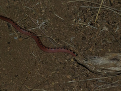 Gyalopion quadrangulare