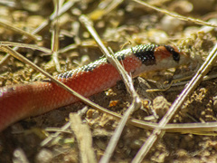 Gyalopion quadrangulare