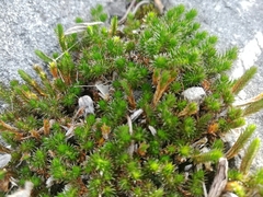 Selaginella wrightii