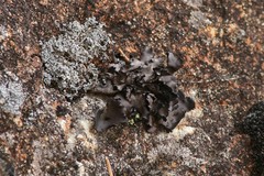 Umbilicaria polyphylla