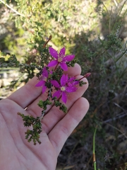 Calytrix fraseri