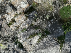 Selaginella wrightii