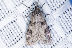 Scoparia palloralis