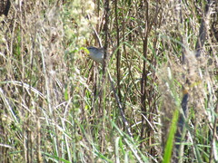 Limnoctites sulphuriferus