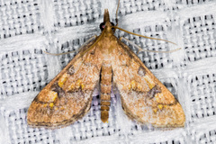 Choristostigma elegantalis