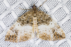 Dysstroma mancipata